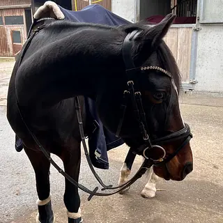 Vorschaubild Nr. 1 zu Reitbeteiligung in 8577 Schönholzerswilen