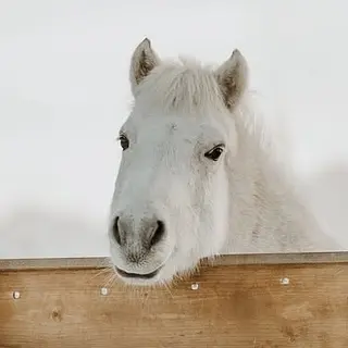 Vorschaubild Nr. 1 zu Reitbeteiligung in 8912 Obfelden