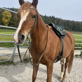 Vorschaubild Nr. 1 zu Reitbeteiligung in 8103 Unterengstringen