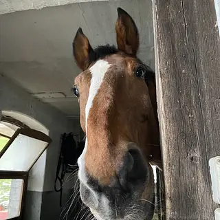 Vorschaubild Nr. 2 zu Reitbeteiligung in 6340 Baar