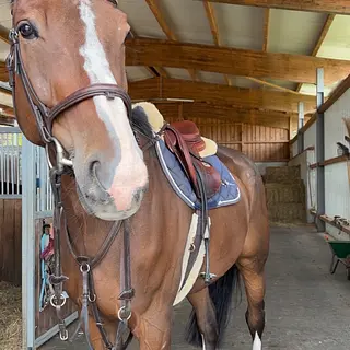 Vorschaubild Nr. 1 zu Reitbeteiligung in 8474 Dinhard