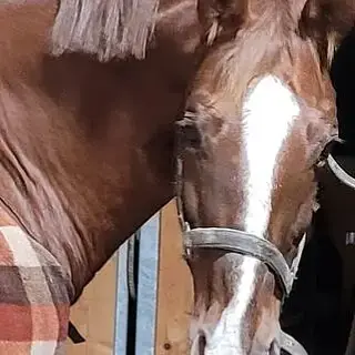 Vorschaubild Nr. 1 zu Reitbeteiligung in 8599 Salmsach