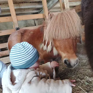 Vorschaubild Nr. 1 zu Reitbeteiligung in 6072 Sachseln