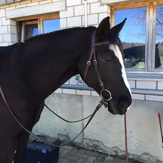 Vorschaubild Nr. 2 zu Reitbeteiligung in 4493 Wenslingen