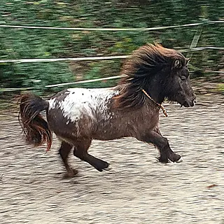 Vorschaubild Nr. 2 zu Reitbeteiligung in 8051 Zürich