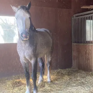 Vorschaubild Nr. 1 zu Reitbeteiligung in 4313 Möhlin