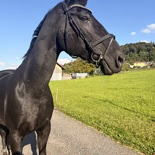 Vorschaubild Nr. 1 zu Reitbeteiligung in 8586 Erlen