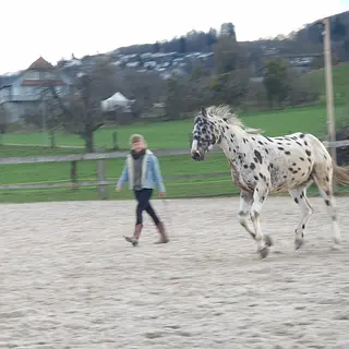 Vorschaubild Nr. 1 zu Reitbeteiligung in 3122 Kehrsatz