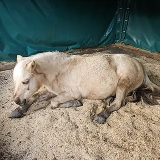 Vorschaubild Nr. 1 zu Reitbeteiligung in 3600 Thun
