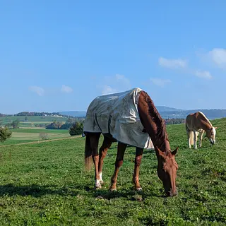 Vorschaubild Nr. 1 zu Reitbeteiligung in 6332 Hagendorn