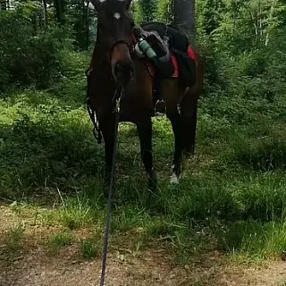 Vorschaubild Nr. 2 zu Reitbeteiligung in 9242 Oberuzwil