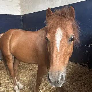 Vorschaubild Nr. 2 zu Reitbeteiligung in 8157 Dielsdorf