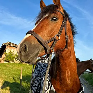 Vorschaubild Nr. 1 zu Reitbeteiligung in 6019 Sigigen