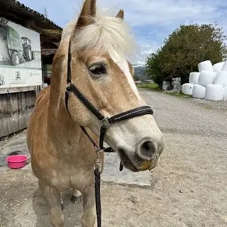 Vorschaubild Nr. 1 zu Reitbeteiligung in 8645 Jona