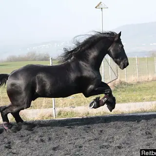 Vorschaubild Nr. 2 zu Reitbeteiligung in 8514 Amlikon-Bissegg