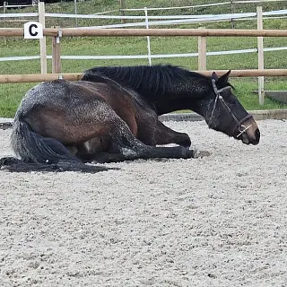Vorschaubild Nr. 1 zu Reitbeteiligung in 5512 Wohlenschwil