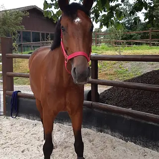Vorschaubild Nr. 1 zu Reitbeteiligung in 8913 Ottenbach
