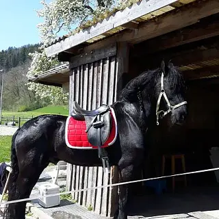 Vorschaubild Nr. 1 zu Reitbeteiligung in 8514 Amlikon-Bissegg