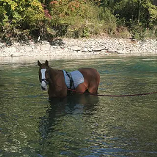 Vorschaubild Nr. 1 zu Reitbeteiligung in 3004 Bern