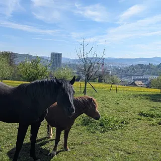 Vorschaubild Nr. 1 zu Reitbeteiligung in 8400 Winterthur