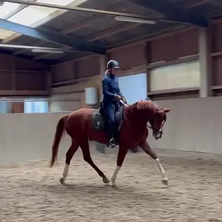 Vorschaubild Nr. 2 zu Reitbeteiligung in 4102 Binningen