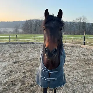Vorschaubild Nr. 2 zu Reitbeteiligung in 8261 Hemishofen