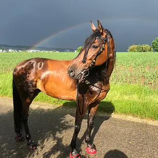 Vorschaubild Nr. 2 zu Reitbeteiligung in 8105 Regensdorf