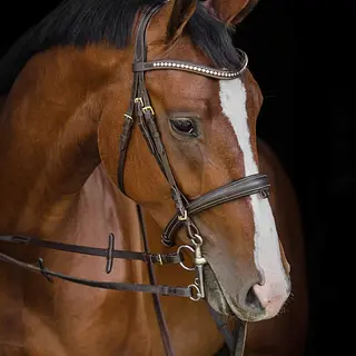 Vorschaubild Nr. 1 zu Reitbeteiligung in 8570 Weinfelden