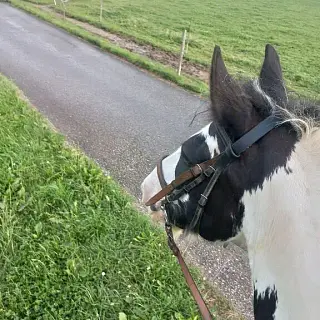 Vorschaubild Nr. 1 zu Reitbeteiligung in 9217 Neukirch an der Thur