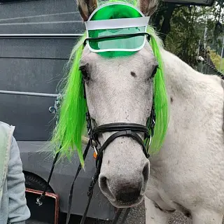 Vorschaubild Nr. 1 zu Reitbeteiligung in 8580 Hagenwil b. Amriswil