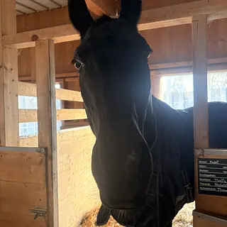 Vorschaubild Nr. 2 zu Reitbeteiligung in 8586 Erlen