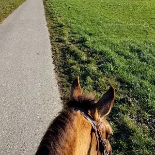 Vorschaubild Nr. 1 zu Reitbeteiligung in 2575 Hagneck