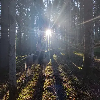 Vorschaubild Nr. 2 zu Reitbeteiligung in 3114 Wichtrach