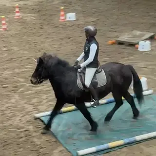 Vorschaubild Nr. 2 zu Reitbeteiligung in 3096 Oberbalm