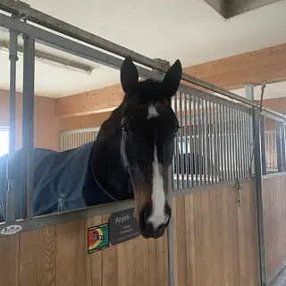 Vorschaubild Nr. 2 zu Reitbeteiligung in 5619 Büttikon AG