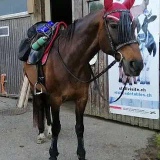 Vorschaubild Nr. 1 zu Reitbeteiligung in 9242 Oberuzwil