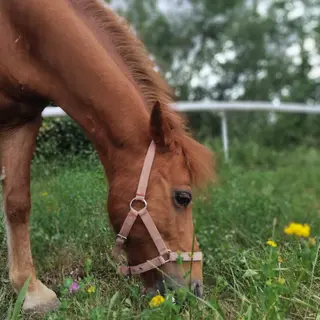 Vorschaubild Nr. 1 zu Reitbeteiligung in 8157 Dielsdorf