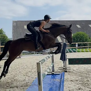 Vorschaubild Nr. 2 zu Reitbeteiligung in 5512 Wohlenschwil