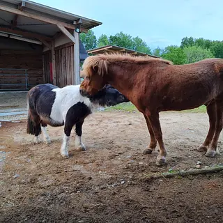 Vorschaubild Nr. 1 zu Reitbeteiligung in 8260 Stein am Rhein