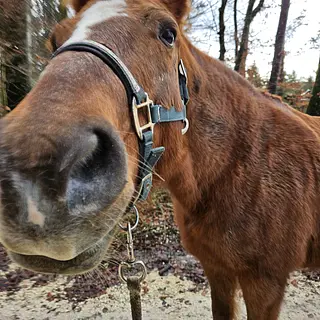 Vorschaubild Nr. 2 zu Reitbeteiligung in 3307 Brunnenthal