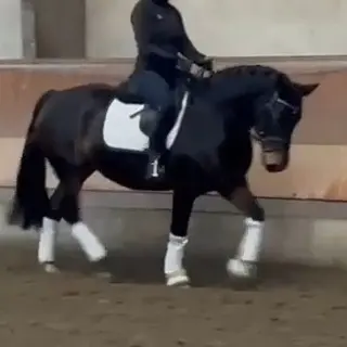 Vorschaubild Nr. 2 zu Reitbeteiligung in 8912 Obfelden