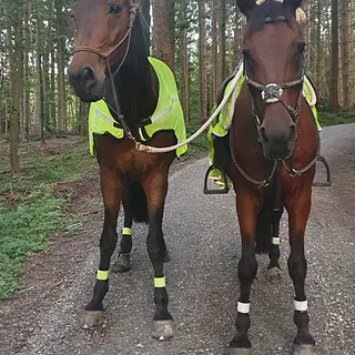 Vorschaubild Nr. 2 zu Reitbeteiligung in 9205 Waldkirch