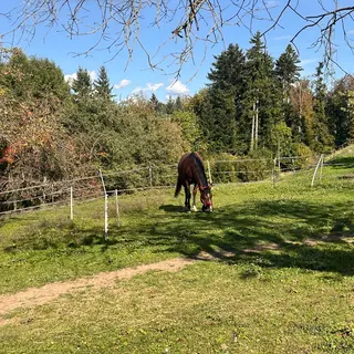 Vorschaubild Nr. 1 zu Reitbeteiligung in 8132 Egg b. Zürich