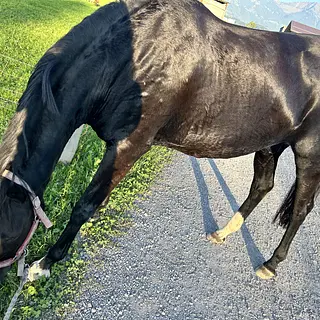 Vorschaubild Nr. 2 zu Reitbeteiligung in 8717 Benken SG