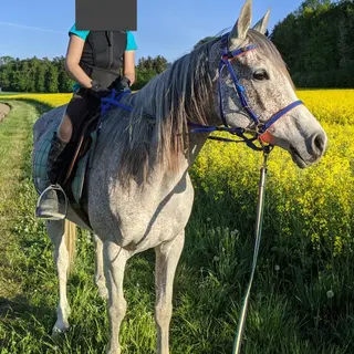 Vorschaubild Nr. 1 zu Reitbeteiligung in 8820 Wädenswil