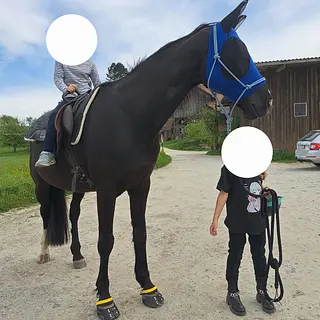 Vorschaubild Nr. 2 zu Reitbeteiligung in 5053 Staffelbach