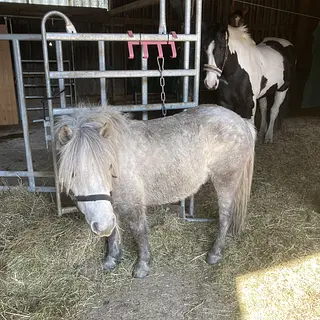 Vorschaubild Nr. 2 zu Reitbeteiligung in 9300 Wittenbach