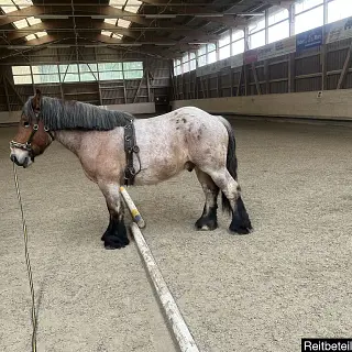 Vorschaubild Nr. 2 zu Reitbeteiligung in 5643 Meienberg