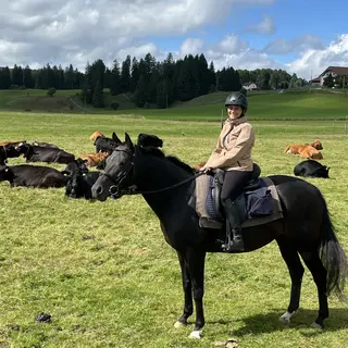 Vorschaubild Nr. 1 zu Reitbeteiligung in 9225 Wilen (Gottshaus)