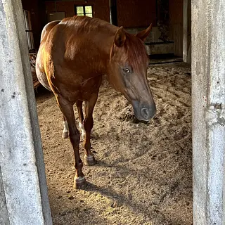 Vorschaubild Nr. 1 zu Reitbeteiligung in 8933 Maschwanden
